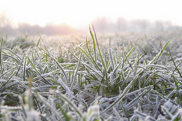 frost