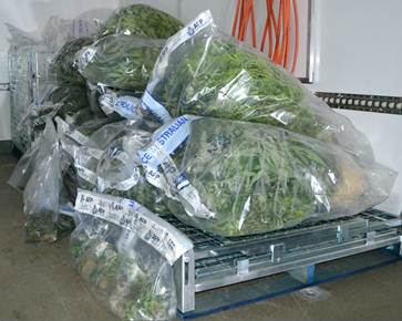 Non suspicious house fire reveals cannabis cultivation