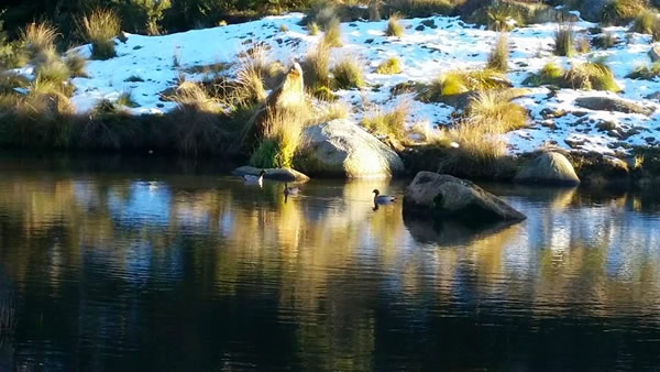 Corin Forest snow report