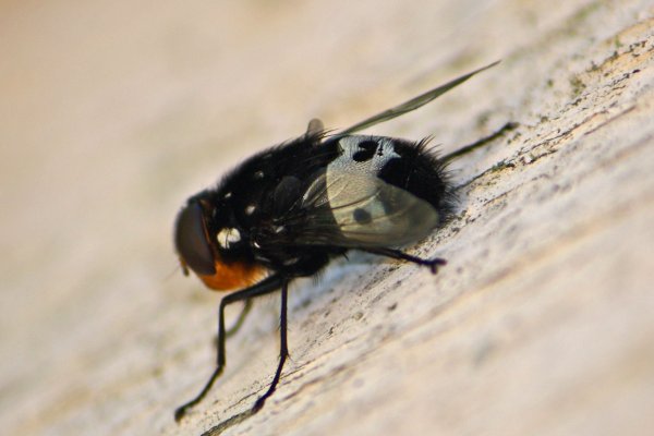 091114-fly1