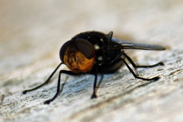 Not your average blowfly