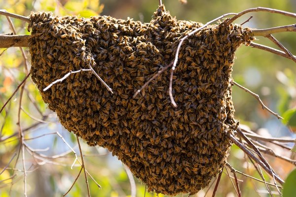 Anyone lost some bees?