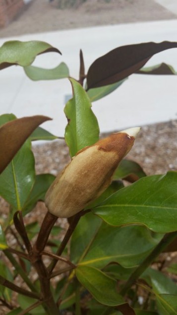 magnolia20150220_131036