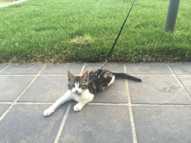 cat on leash
