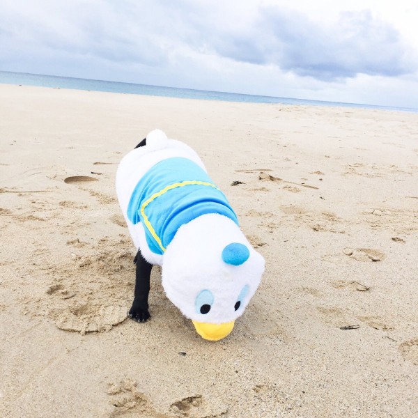Punky the Pug
