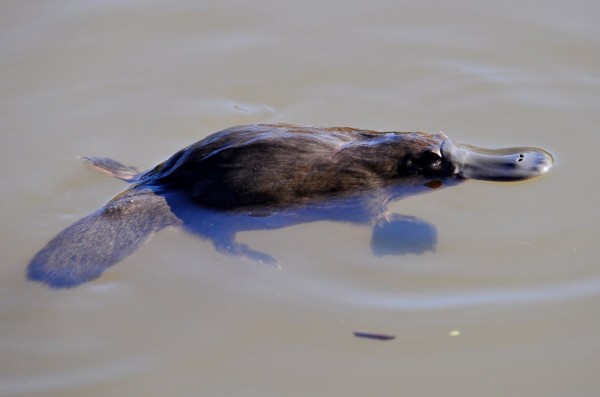 Platypus