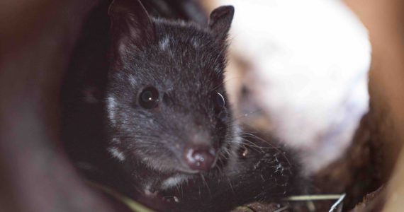 1093_quoll_016-570x300