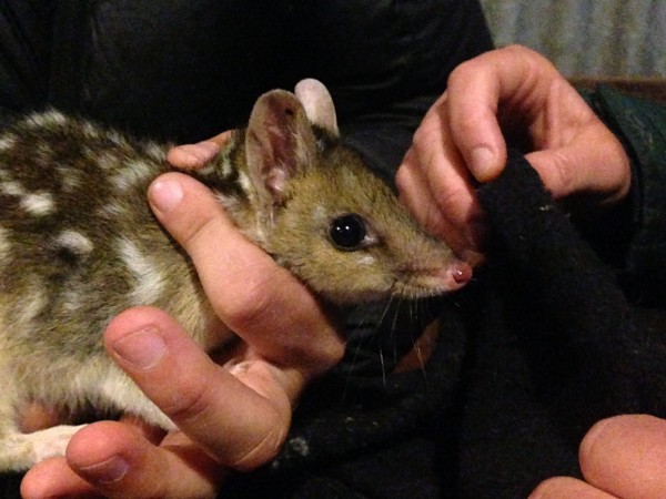 A baby quoll born at Mulligans Flat in October. Photo: Adrian Manning