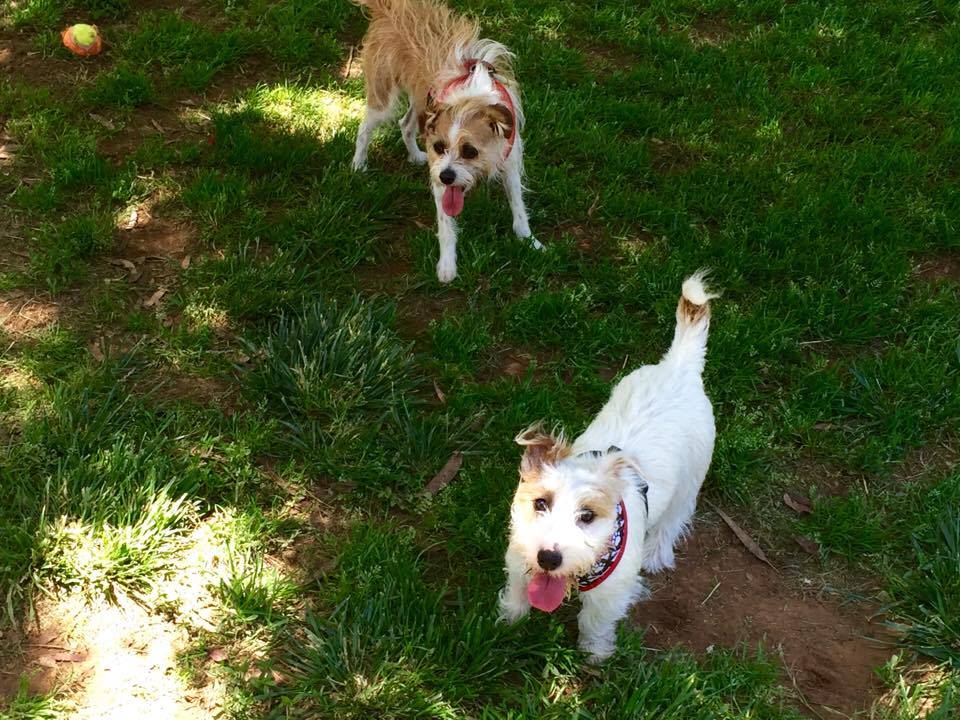 Dog owners calling for better infrastructure, lighting and seating in Canberra’s four-footed playgrounds