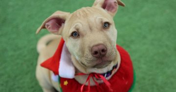 Why banning dog breeds doesn't work