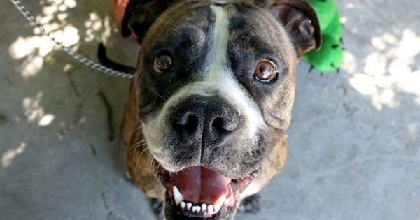 Save money and gain a friend for life this weekend at RSPCA
