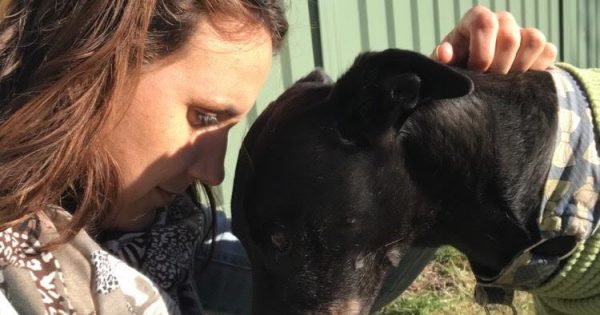Unprovoked attack left gaping wound in greyhound's side