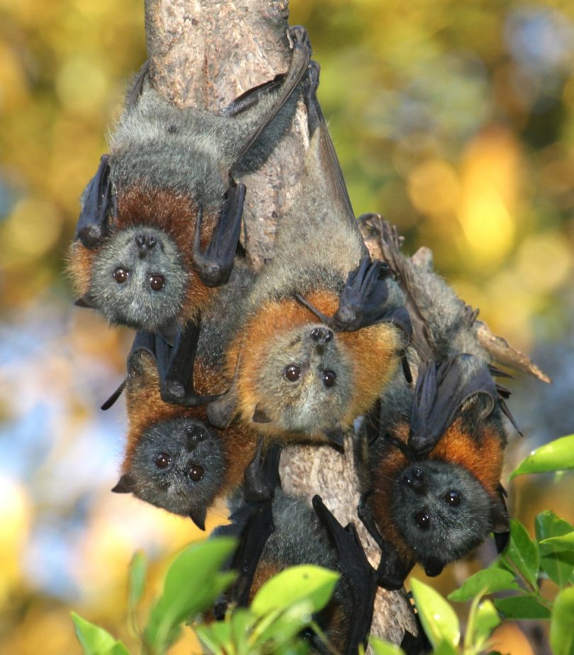 Council is asking for the community's input in the Shire's Flying Fox Management Plan. Photo: Eurobodalla Shire Council.