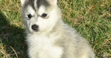 Puppy dog eyes luring Canberrans into scams