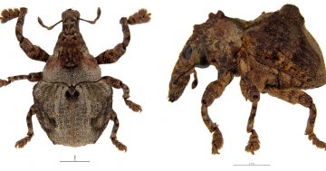 Insects dominate as CSIRO names 200 new species