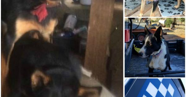 Police warning about stolen working dogs in Southern NSW