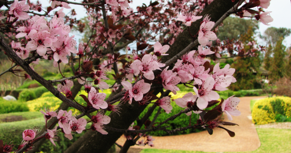Canberra Day Trips: Uncover the wonders of Cowra