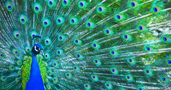 'Overwhelming' community support saves peacocks from being removed