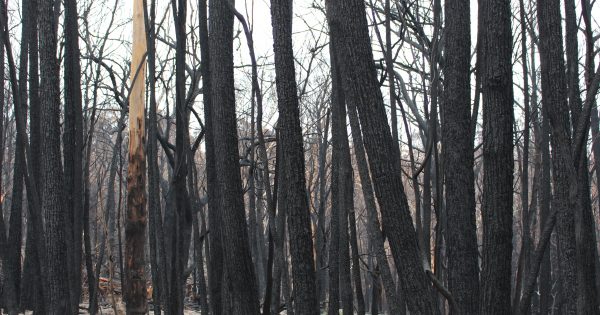 Looking after country - fire comes back to Tathra to heal and safeguard