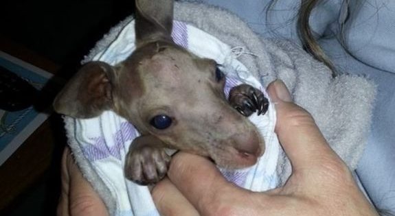 Urgent call for more ACT Wildlife volunteers as number of animals in care soars