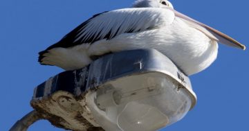 Canberra NatureMapr idea grows to include Shoalhaven and Eurobodalla