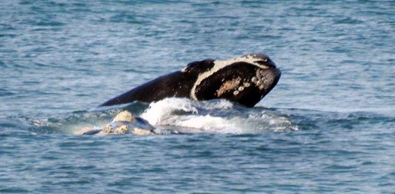 Given the whales' lifespan of around 100 years, Long Beach is sure to get another visit from this pair. Photo: Peter Bennett.