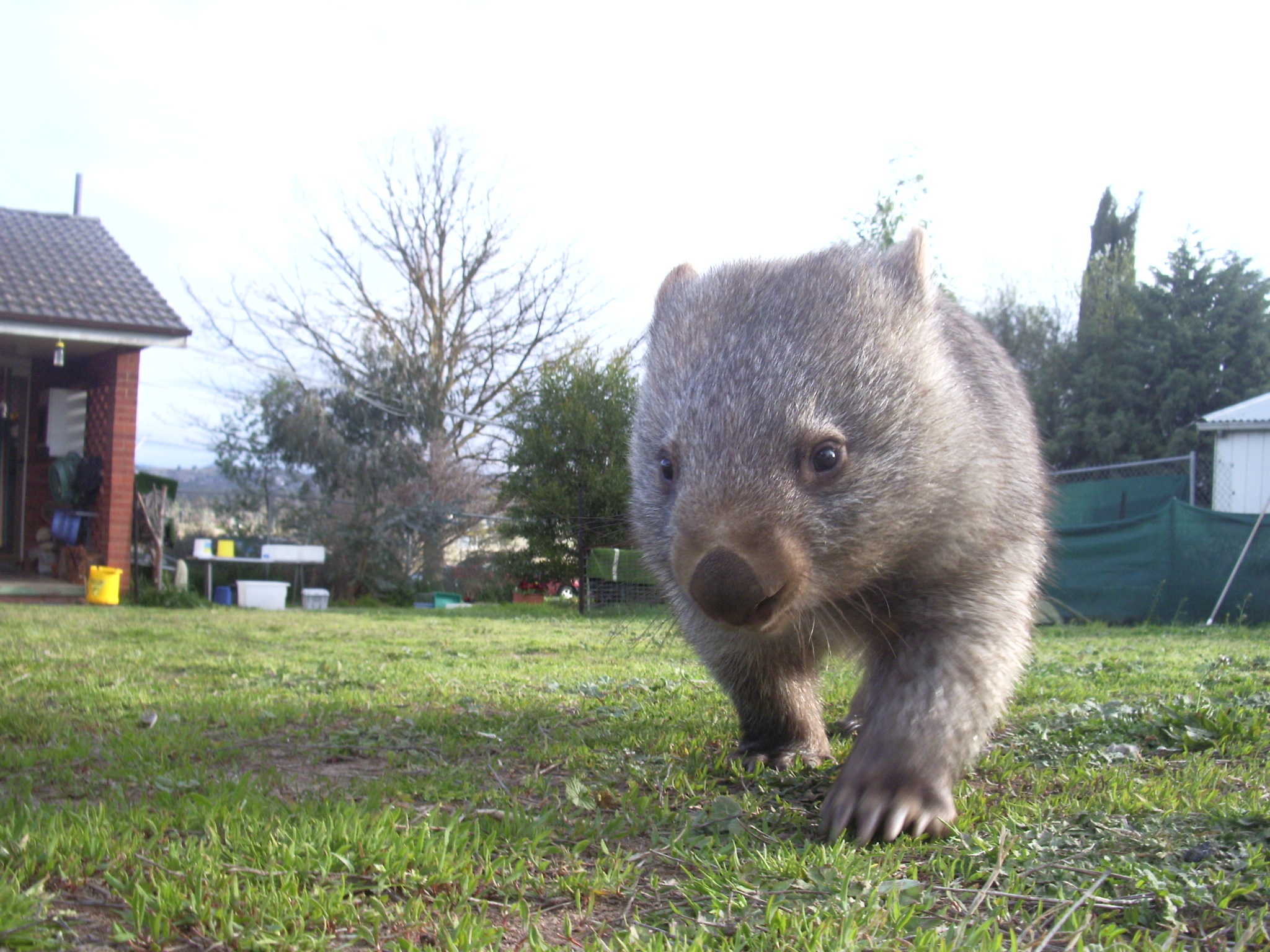 Call for wildlife hospital and sponsors as injured animals swamp volunteers
