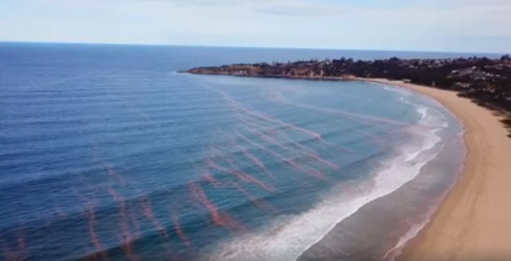 The 'red tide' as seen at Tathra, a natural phenomenon known as Noctiluca - a marine dinoflagellate. Photo: David Rogers.
