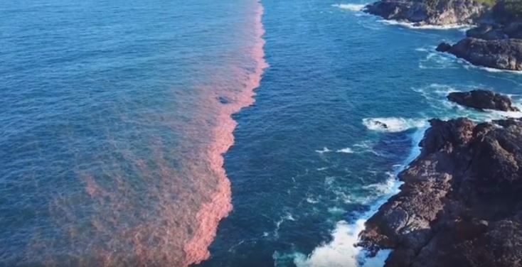 The 'red tide' has been spotted from Tuross to Eden this week. Photo: David Rogers.