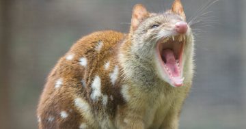 Female quolls' nurturing nature helps replenish endangered numbers