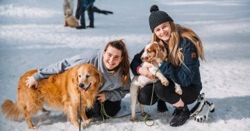 Dogs day out in the snow returns to Corin Forest