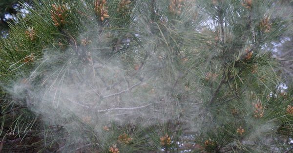 Why are we all sneezing so much?