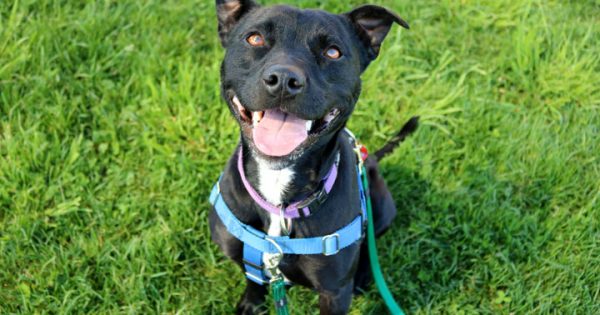 RSPCA ACT's Pets of the Week - Skippy, Nala & Ligi