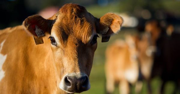 Tilba Real Dairy - responding to the environment and the market