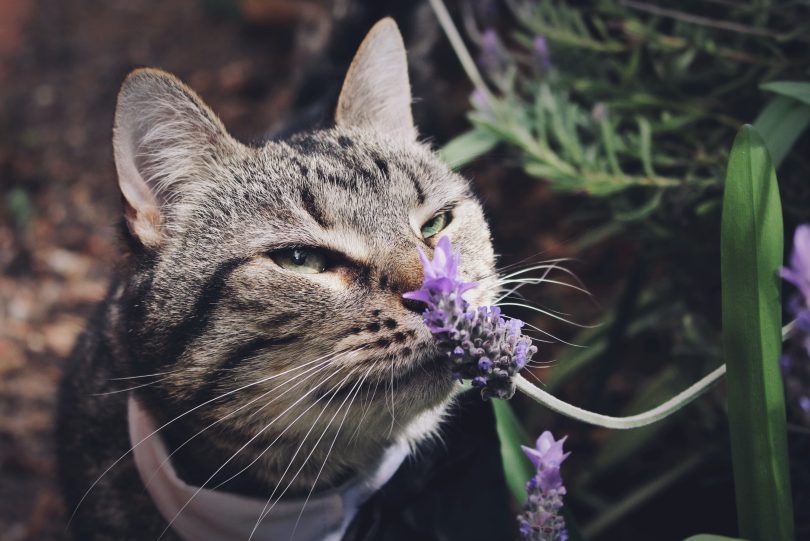 cat