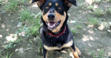 RSPCA ACT’s Pets of the Week – Buffy & Titus!