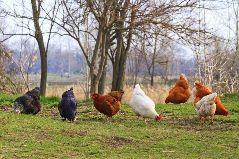 Chooks need a place where they can dig and bathe in the dust. 