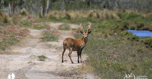 Deer hunting rules relaxed to assist farmers in Southern NSW