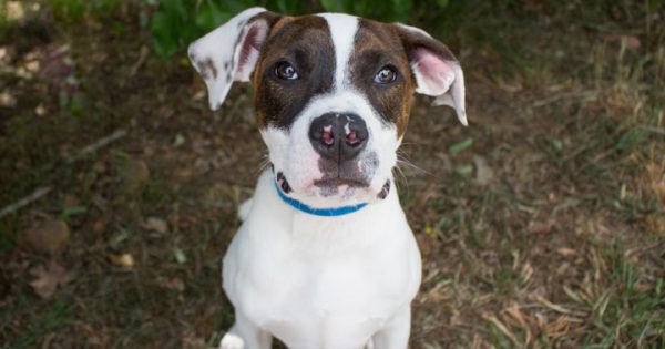RSPCA ACT’s Pets of the Week – Duke & Dimarco