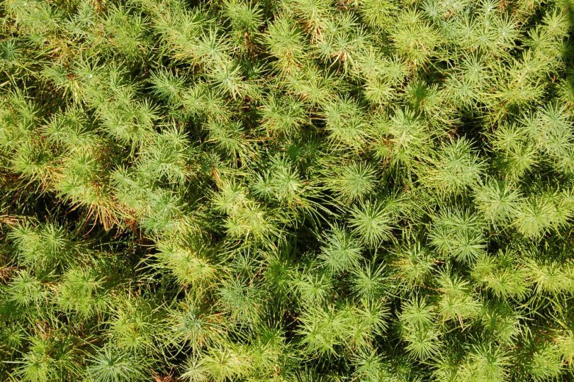 Nine million seeds have now been planted at the Blowering nursery, eventually growing into seedlings to be dispatched to softwood plantations. Photo: Forestry Corporation of NSW.