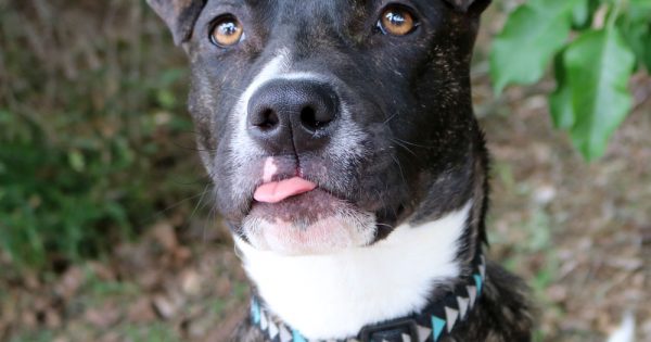 RSPCA ACT’s Pets of the Week – Alphonso & Woollie
