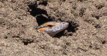 Citizen science project captures rare goannas emerging from termite mound nest