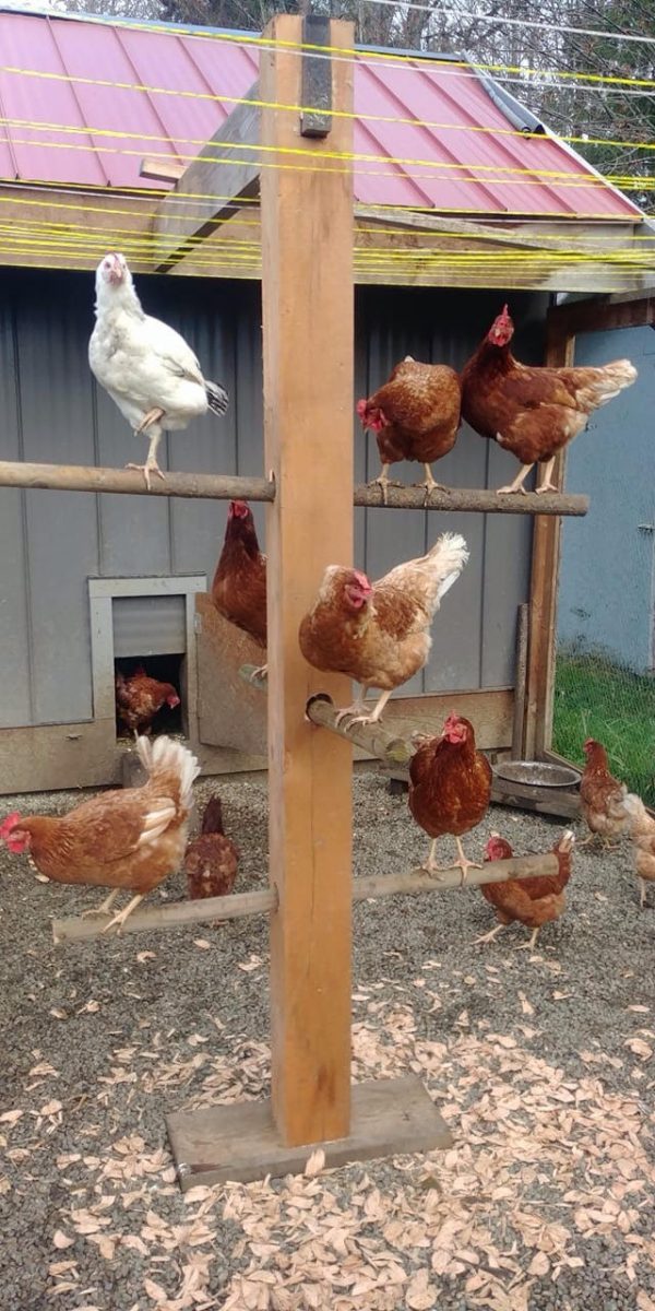 A Chook Tree, chooks love to be off the ground, it's a remnant of their dinosaur heritage. Photo: Supplied.