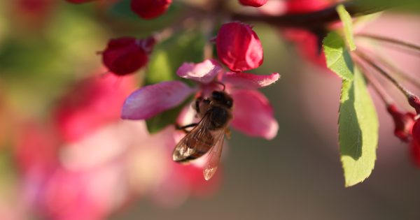 Mooseheads, sex clouds and the lure of beekeeping