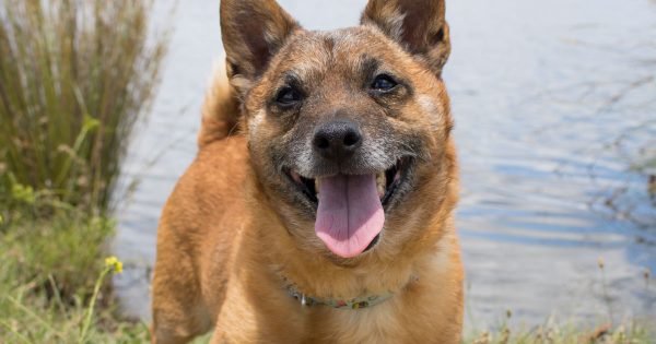 Summer travel with your pet