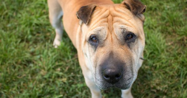 RSPCA ACT’s Pets of the Week – Banjo & Moo!