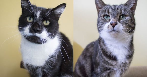 RSPCA ACT’s Pets of the Week - Smudge, Mischief & Bailey!