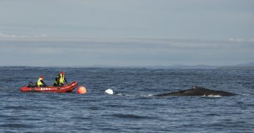 Old whaling techniques used to save whales from entanglement