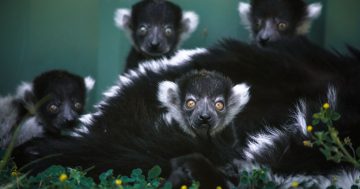 Lemurs, meerkats and zebra foal among bevy of babies born at Canberra zoo