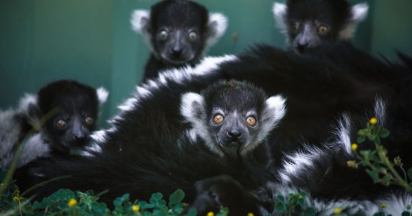 Lemurs, meerkats and zebra foal among bevy of babies born at Canberra zoo